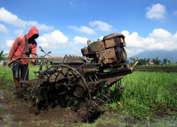 Kota Malang Percepat Masa Tanam Padi Serentak, Antisipasi Dampak El Nino