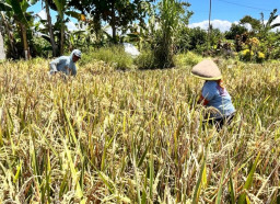 Periode Januari-Maret, Pemkab Banyuwangi Catat Produksi Padi Capai 160.239 ton