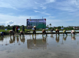 Dukung Target LTT Jatim, Pemkab Banyuwangi Gelar Percepat Tanam Padi 672 Hektare
