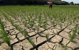 Hadapi Musim Kemarau, Pemkab Jember Tetapkan Status Siaga Darurat Kekeringan