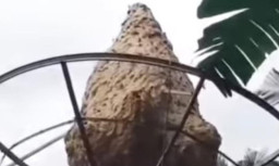 Heboh! Penemuan Sarang Tawon Mematikan ‘Vespa’ Berukuran 1,5 Meter di Trenggalek