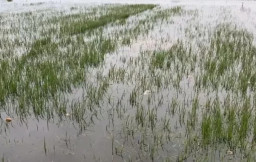 Musim Panen Raya Pertama, Ratusan Hektare Sawah di Jombang Alami Puso