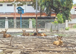 Viral! 15 Rusa di Pendapa Kongas Arum Kusumaning Bangsa Terpantau Kurus, Diduga Alami Stress