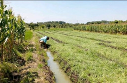 Tanaman Bawang Milik Petani di Nganjuk Mati Layu Jelang Sebulan Panen, Diduga  Akibat Obat Pembasmi Rumput