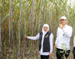 Gubernur Khofifah Pimpin Tanam Tebu Perdana, Perkuat Ekosistem Industri Gula