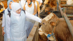 Momentum Hari Raya Idul Adha Dongkrak Ekonomi Peternak, Stok Jatim Surplus