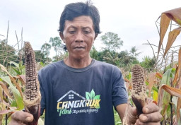 Diserang Hama Tikus, Petani di Lumajang Meringis: Jagung - Cabai Rusak Terancam Gagal Panen