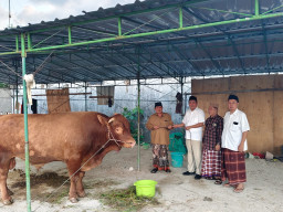 Budiono Kawal Penyerahan  Sapi 1,2 Ton dari Presiden Prabowo