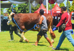 Lewat Agenda Kontes dan Bursa Ternak, Pemkab Banyuwangi Kenalkan Potensi Peternakan