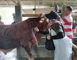 Baca juga : Karantina Banyuwangi Perketat Pemeriksaan Dokumen Hewan Ternak Jelang Idul Adha