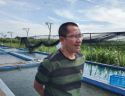 Di Tengah Kenaikan Dollar, Peternak Lele Optimalkan Produksi untuk MBG
