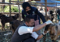 Jelang Idul Adha, DKPP Kota Madiun Gencarkan Vaksinasi PMK ke Hewan Kurban Kambing
