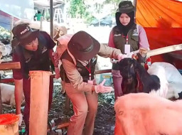 Sasar 100 Lebih Lapak Pedagang, DKPP Surabaya Temukan Kambing Flu dan Skabies