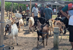 Stok Melonjak Jelang Idul Adha, Harga Kambing di Magetan Justru Anjlok hingga Rp500 Ribu