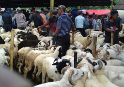 Jelang Kurban, Harga Kambing dan Domba Kurban di Lumajang Naik Rp500 Ribu