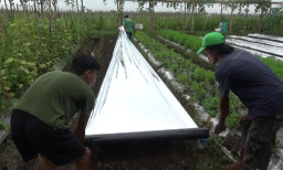 Harga Plastik Mulsa Naik 40 Persen, Petani di Lumajang Keluhkan Biaya Produksi Ikut Boncos
