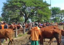 Dipadati Pembeli Jelang Idul Adha, Harga Sapi di Pasar Pamekasan Tembus Rp35 Juta