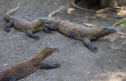 Sukses Breeding, Saat Ini Koleksi Komodo di KBS Surabaya Tembus Lebih dari 50 Ekor