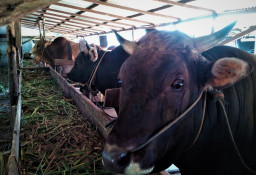 Dorong Populasi Ternak Sapi, Pemkab Magetan Gencarkan Program Inseminasi Buatan