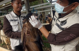 Pemkab Masifkan Pemeriksaan Kesehatan Hewan Kurban di PHT Tulungagung