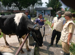 Ciptakan Kenyamanan Pedagang, Pemkab Situbondo Bakal Tata Ulang Pasar Hewan