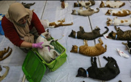 Khusus ber-KTP Surabaya, Pemkot Hadirkan Program Sterilisasi Gratis 100 Kucing