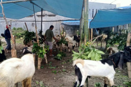 Penjualan Hewan Kurban di Kota Madiun Ramai Pembeli, Harga Kambing Mulai Rp2,8 Juta