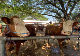 Penjualan Sapi Kurban di Madiun Lesu Imbas Nilai Rupiah Terjun Bebas ke Level Terendah