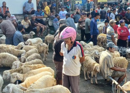 Harga Lebih Terjangkau, Permintaan Domba Kurban untuk Idul Adha di Trenggalek Melonjak