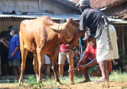 Permintaan Sapi Kurban di Pasar Jetis Ponorogo Meningkat Jelang Idul Adha
