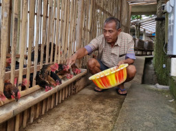 Daya Jual di Pasaran Tinggi, Peternak di Ponorogo Kembangkan Budidaya Ayam Sengkuni