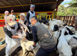 Jelang Idul Adha 2026, Petugas Banyuwangi Mulai Sigap Periksa Kesehatan Hewan Kurban