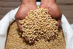 Harga Naik Ugal-ugalan, Pemkab Ponorogo Genjot Diversifikasi Tanaman Kedelai Lokal