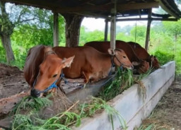 Jelang Idul Adha, Disnakkan: Populasi Ternak Sapi potong di Situbondo Capai 153.462 Ekor