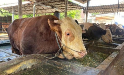 Kenalin 'Sadewa', Sapi Kurban Berbobot 1,7 Ton Pilihan Presiden Prabowo di Blitar