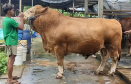 Sapi ‘Bruno’ Milik Pemuda Madiun Seberat 1,1 Ton Dibeli Presiden Prabowo