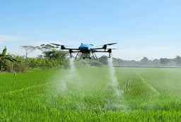 Dongkrak Produktivitas Padi, Pemkab Situbondo Sediakan Drone Sprayer Gratis bagi Petani