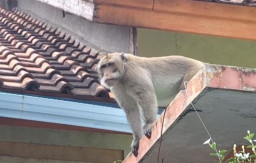 Teror Monyet Ekor Panjang di Kota Malang Resahkan Warga hingga Masuk Perumahan