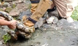 Bikin Geger! Penemuan Ular Sanca 4,5 Meter Bekeliaran di Pemukiman Warga Nganjuk