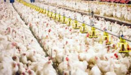 Mendag Mikir Harga Ayam Broiler