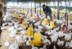 Peternak Ayam Broiler, Sambat