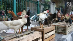 Peternak Ayam Sambat ke Mentan, Harga Ayam Rp 17 Ribu, Kg dibawa Biaya Produksi
