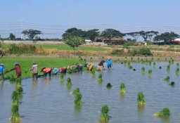 Program SEDAP BANJAR, PLN UIT JBM Dorong Pertanian Modern Desa Mandiri Berbasis Electrifying Agriculture
