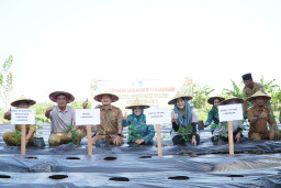 Kendalikan Inflasi Daerah, Lamongan Serentak Tanam Cabai di Pekarangan