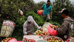 Minim Hujan di Musim Kemarau Jadi Berkah Positif Para Petani Apel di Kota Batu 