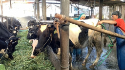 Masuki Musim Kemarau, Peternak Sapi Perah di Kota Batu Pilih Rawat Ekstra Lahan Hijau
