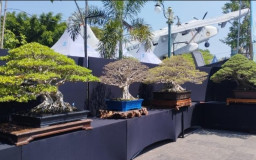 Ditawar hingga Lebih dari Rp1 M, Alun-alun Lamongan Penuh Surganya Bonsai