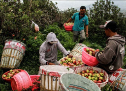 Minim Hujan di Musim Kemarau Jadi Berkah Positif Para Petani Apel di Kota Batu 