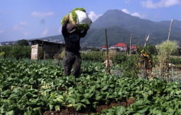 Antisipasi Fenomena Bediding, Pemkot Batu Optimalkan Sarana ‘Green House’ Bagi Petani Sayur-Buah