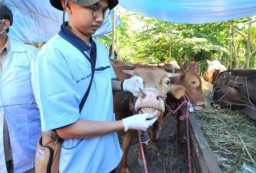 Baca juga : Pasca Idul Adha 2026, Pemkot Pastikan Daging Kurban yang Beredar Aman Layak Konsumsi